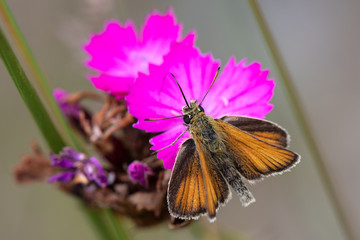 Obraz premium Schwarzkolbiger Braun-Dickkopffalter ( Thymelicus lineola )