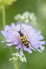Gefleckter Schmalbock (Rutpela maculata)
