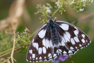 Schachbrett (Melanargia galathea)