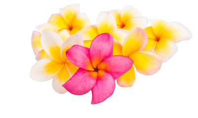 Obraz na płótnie Canvas frangipani flowers isolated
