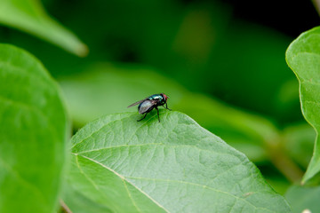 Blue Bottle Fly on Leaf