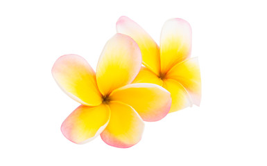 frangipani flowers isolated