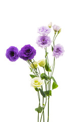 eustoma flower isolated