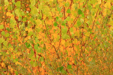 Golden fall leaves on tree