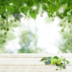 Green hops on bokeh background with white empty wooden board with copy space. Beer hops background for product placement