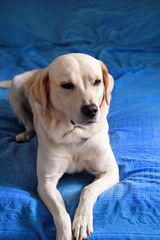 Obraz premium Dog is resting at home. Photo of yellow labrador retriever dog posing and resting on bed for photo shoot. Portrait of cute labrador, enjoying and resting on a blue bed, poses in front of the camera.