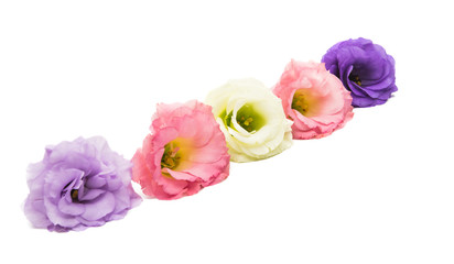 Fototapeta premium eustoma flower isolated