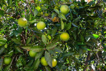 Orange tree in Archanes, Crete, Greece