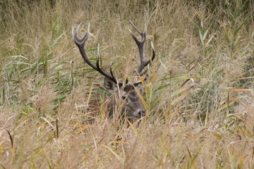 Cerf 12 cors