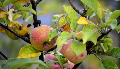 organic ripe apples ready for harvesting,