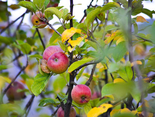 organic ripe apples ready for harvesting,
