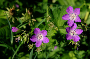 Cranesbill, Spl&uuml;gen village meadow, Swiss Alps