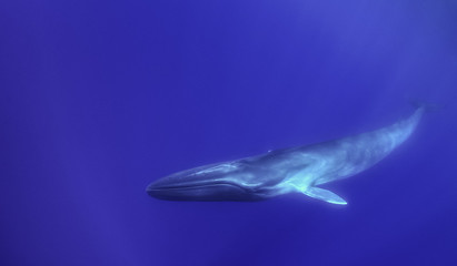 Fin whale, Atlantic Ocean, The Azores, Portugal