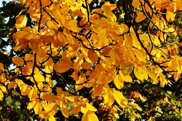 Goldener Oktober