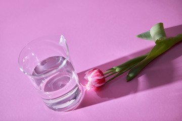 Fresh tulip and transparent glass of water on a pink background with a pattern of shadows and copy space. Card