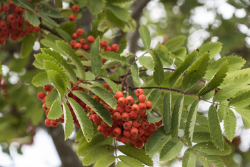 colorful closeup firethorn background with berries and leaves