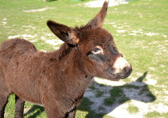 Naklejka na ściany i meble home donkey grazing on the green lawn 