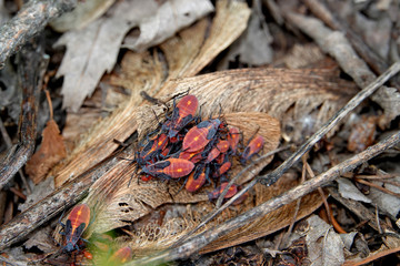 Boxelder Bugs Swarming on a Maple Samara