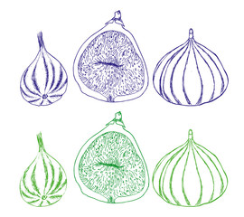 Figs. Set of tropical fruits. scketch. Vector.