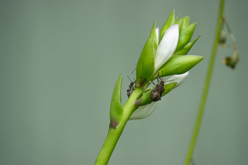 Brown Marmorated Stink Bug Nymphs on Hosta Stem