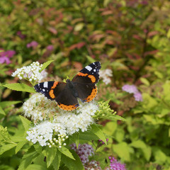Butterfly Red admiral  / Vanessa atalanta / on Spiraea japonica Genpei