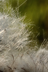 Dandelion close up