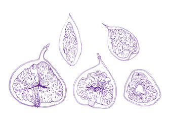 Figs. Set of tropical fruits. scketch.
