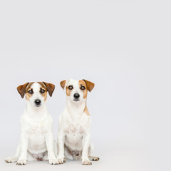 Two dogs at studio