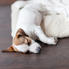 Sleeping puppy on dog bed