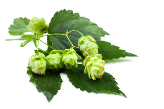 Green hop with leaves on white background