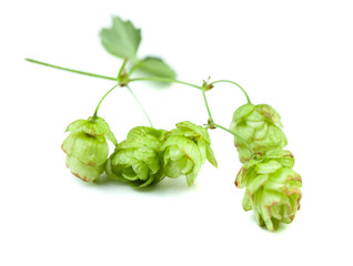 Hops plant on white background