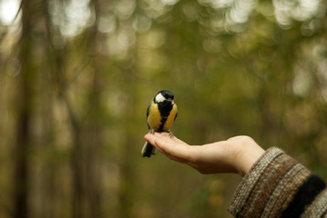 bird great tit (Parus major) sits on the female palm looking at the food offered to her, on a blurred forest background