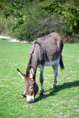 Naklejka na ściany i meble home donkey grazing on the green lawn 