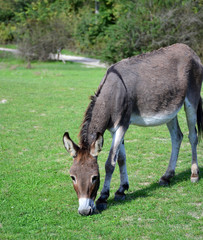 home donkey grazing on the green lawn 