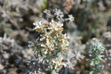 Felty germander