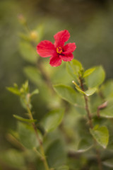Obraz na płótnie Canvas red flower in garden
