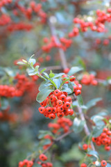 Fototapeta premium Narrowleaf firethorn