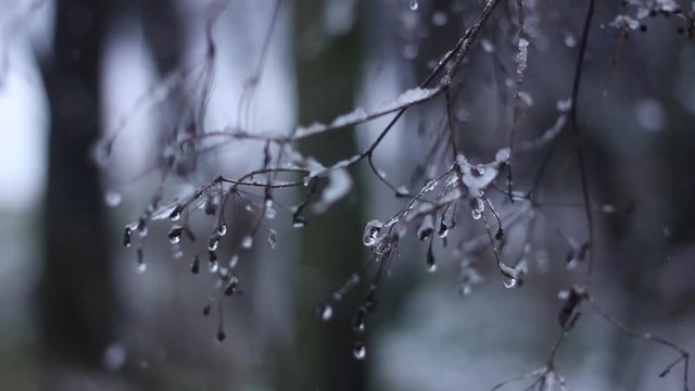 Close-up of snow on twigs
