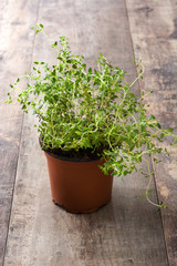 Pot with thyme plant on wooden table