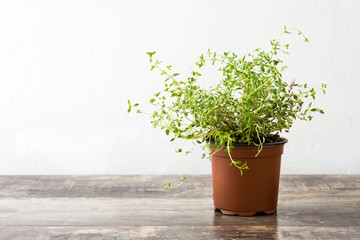 Pot with thyme plant on wooden table