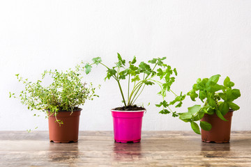 Pots with aromatic herbs on wooden table