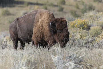 Old Male Bison at Theodore Roosevelt National Park in North Dakota, USA