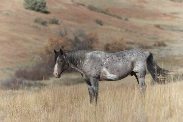 Wild Mustang at Theodore Roosevelt National Park in North Dakota, USA