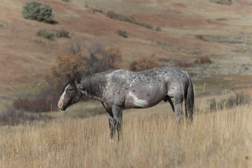 Wild Mustang at Theodore Roosevelt National Park in North Dakota, USA