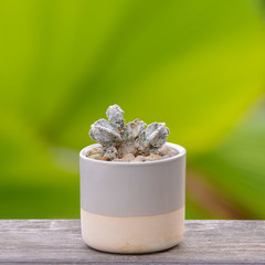 Lophophora williamsii, Cactus or succulents tree Decorative in flowerpot on wood table top background