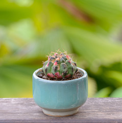 Lophophora williamsii, Cactus or succulents tree Decorative in flowerpot on wood table top background