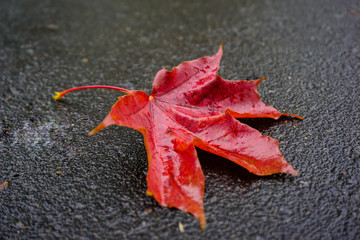 Red maple leaf on wet asphalt