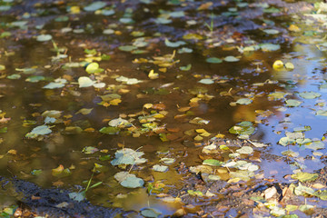 Obraz na płótnie Canvas Autumn foliage in the puddle