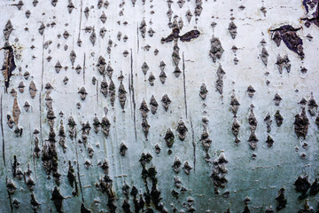 Birch Tree Bark Texture