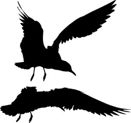 two black seagulls illustration